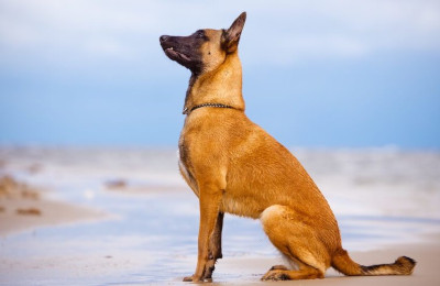 A megfelelő eledel a malinois-nak